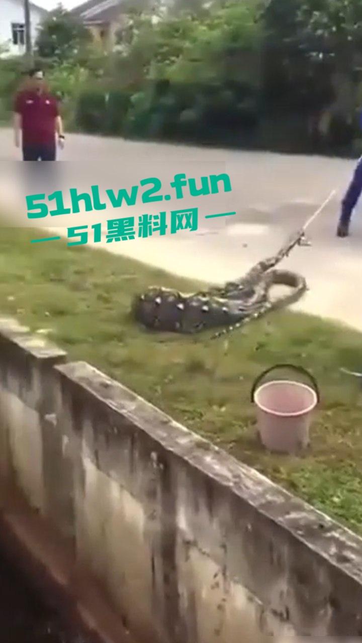 印尼猎奇事件，一妇女在回家途中遭蟒蛇袭击，将其缠绕致死后将妇女吞入腹中被村民发现将蟒蛇打死。  第3张