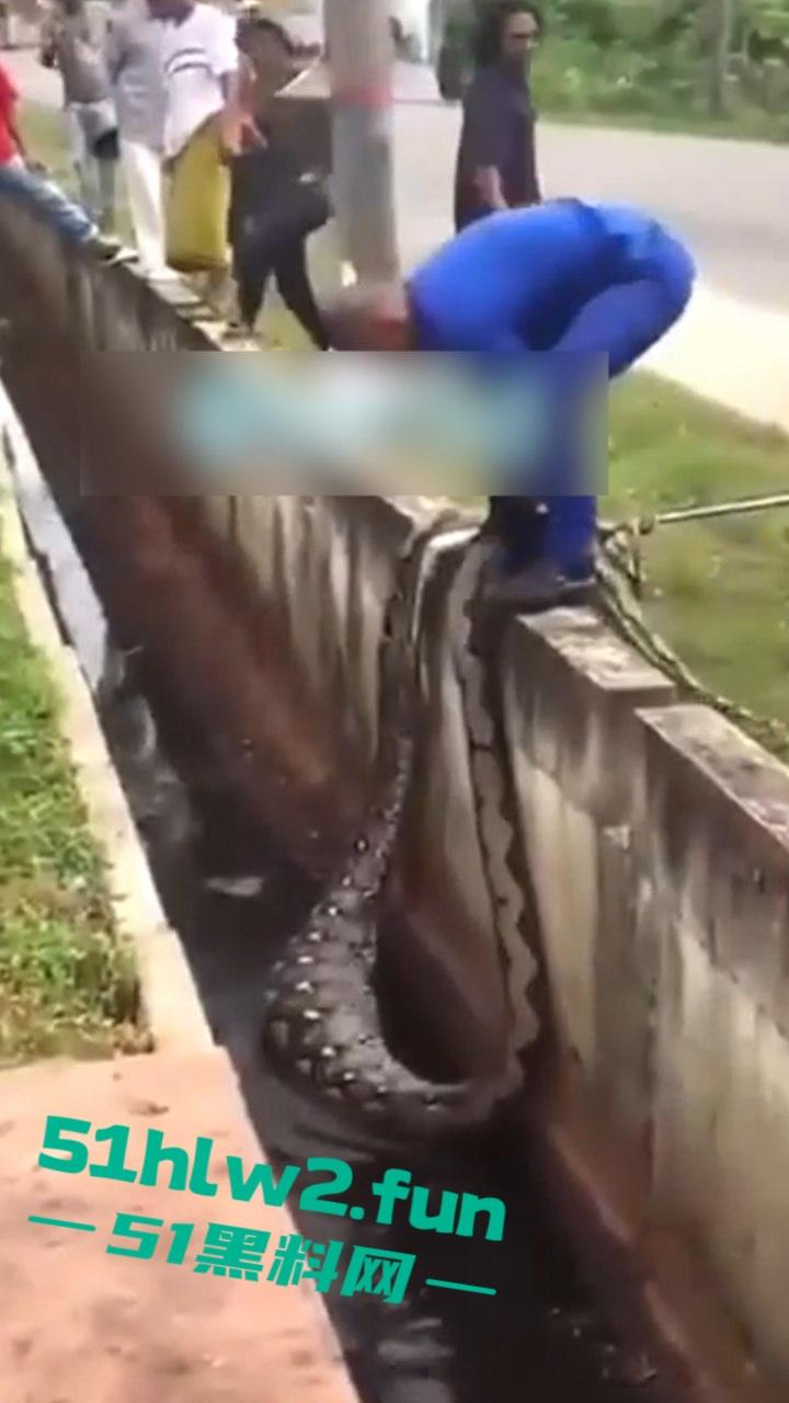 印尼猎奇事件，一妇女在回家途中遭蟒蛇袭击，将其缠绕致死后将妇女吞入腹中被村民发现将蟒蛇打死。  第4张