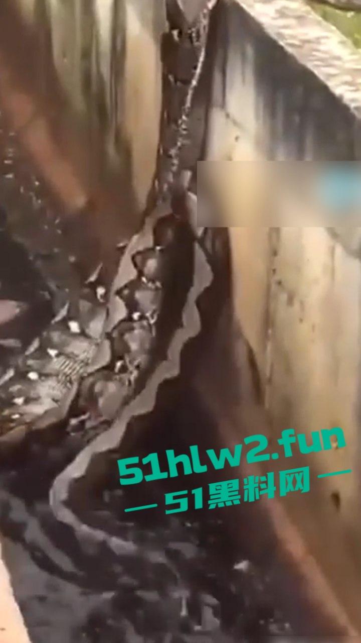 印尼猎奇事件，一妇女在回家途中遭蟒蛇袭击，将其缠绕致死后将妇女吞入腹中被村民发现将蟒蛇打死。  第5张