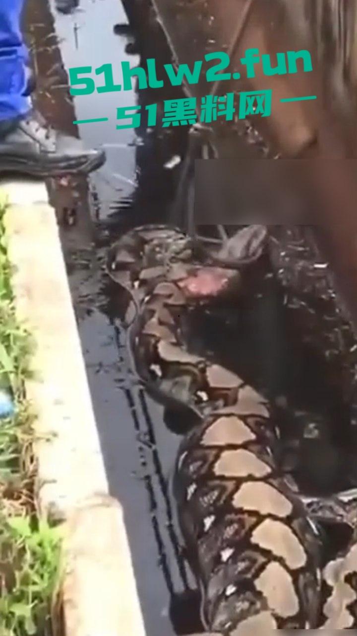 印尼猎奇事件，一妇女在回家途中遭蟒蛇袭击，将其缠绕致死后将妇女吞入腹中被村民发现将蟒蛇打死。  第6张