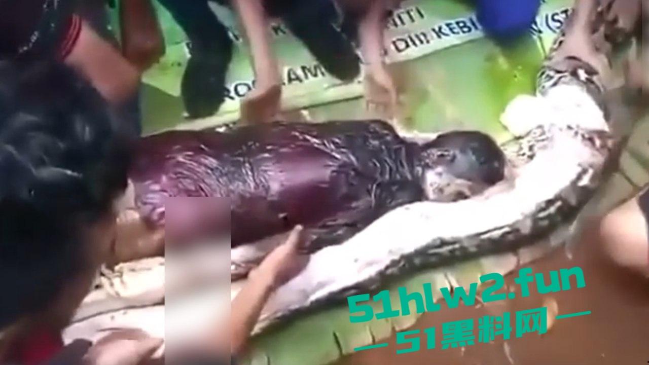 印尼猎奇事件，一妇女在回家途中遭蟒蛇袭击，将其缠绕致死后将妇女吞入腹中被村民发现将蟒蛇打死。  第8张