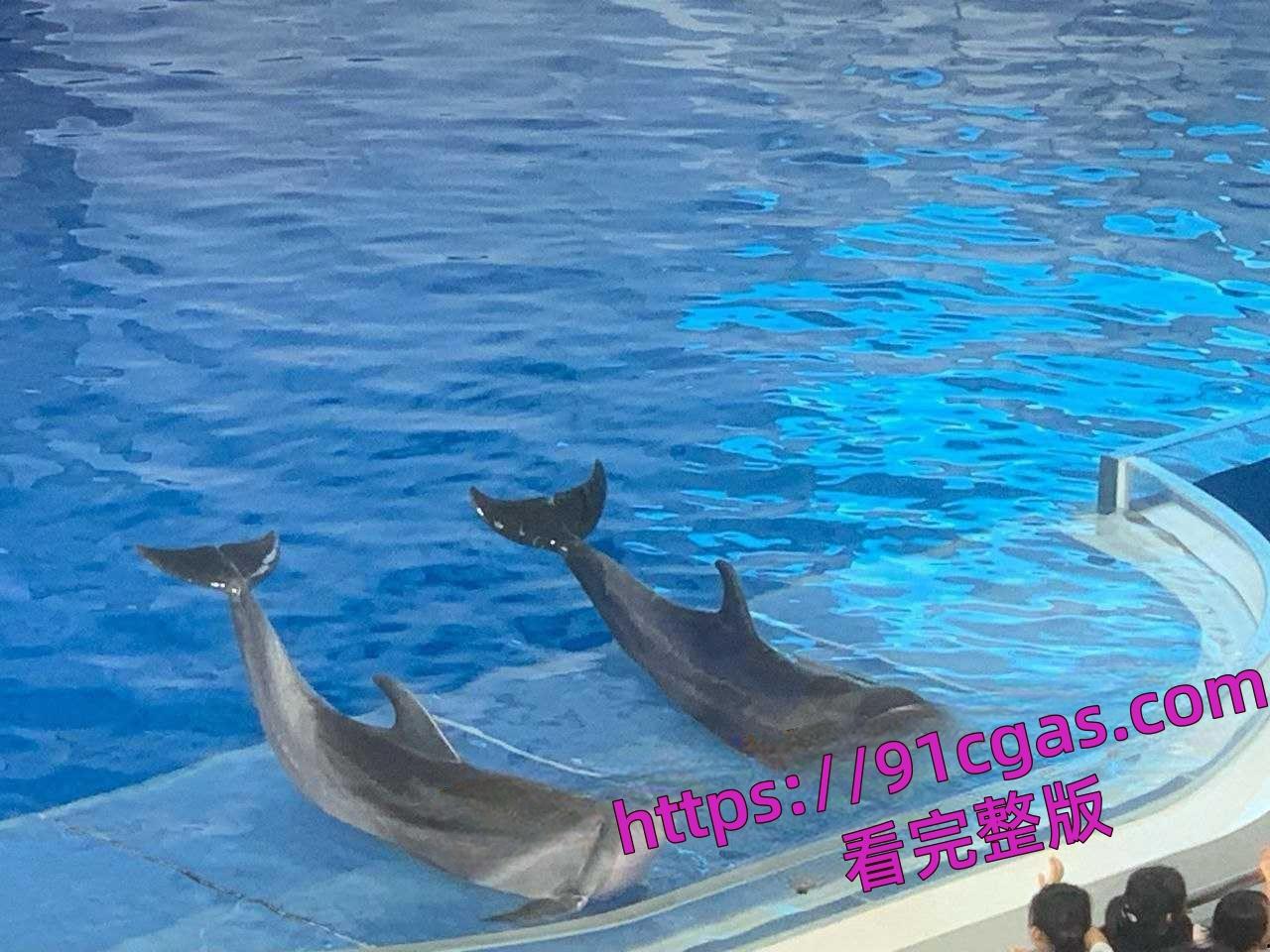 海豚遭变态性虐侵犯,猥琐细节激起众怒,保护动物迫在眉睫引发全民愤怒! 第2张 海豚遭变态性虐侵犯,猥琐细节激起众怒,保护动物迫在眉睫引发全民愤怒! 第2张